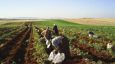 عودة إلى الزراعة البدائية في إدلب