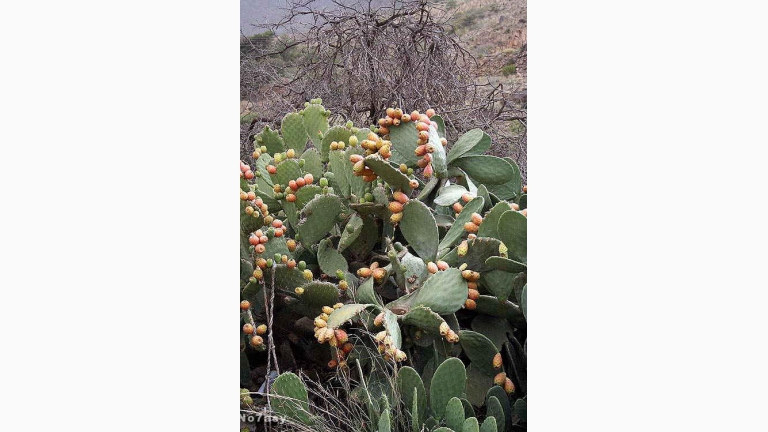 Damascene Cactus