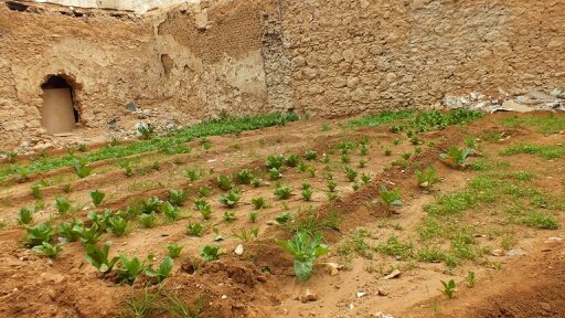 داريا تزرع أراضيها لمواجهة الحصار