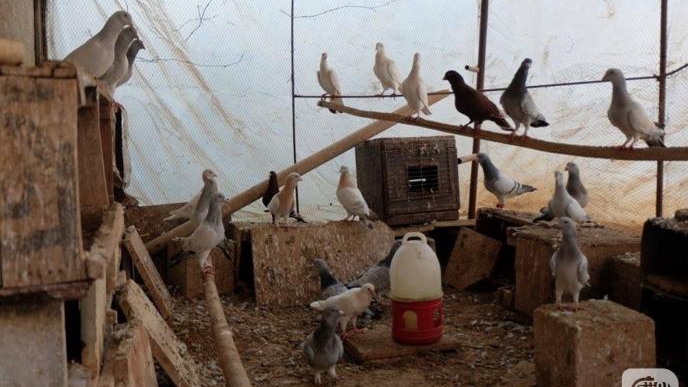 Even Syrian Birds Seek Refuge in Turkey's Skies!