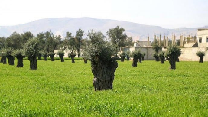 Ghouta's Trees: Those Supposed to Protect them Are Destroying Them!