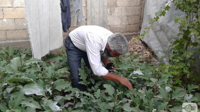 Hama Countryside: Garden Vegetables Cheaper!