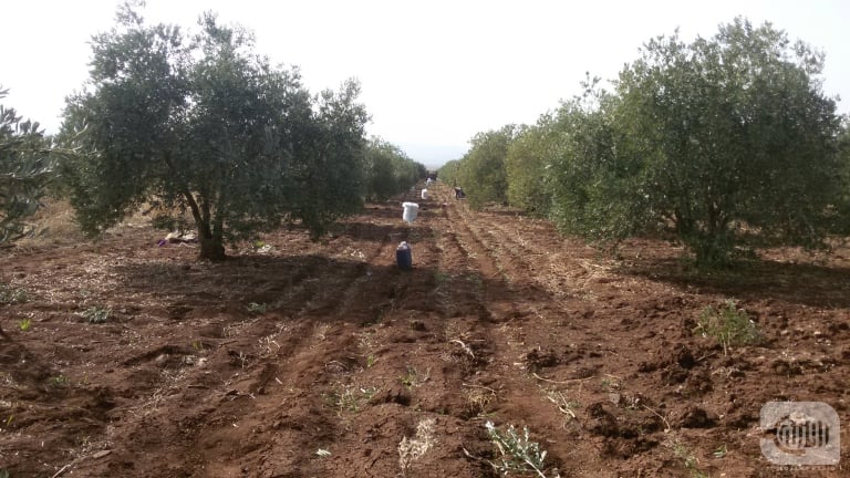 Houla's Widows: From Aid to Harvesting Olives