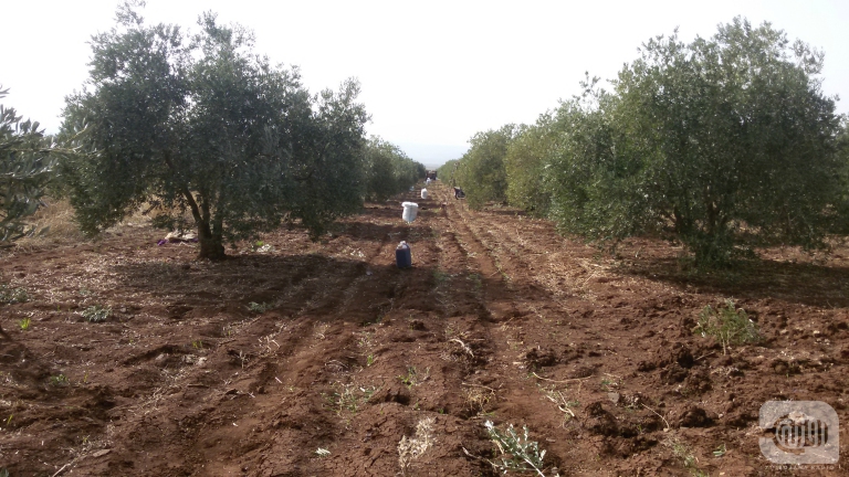 Houla's Widows: From Aid to Harvesting Olives