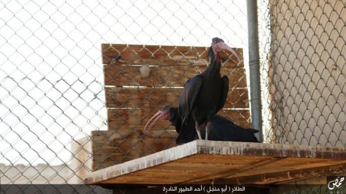 ISIS Reassures the World About the Ibis Bird!