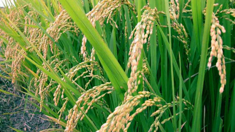 خطط لزراعة الأرز الهوائي في حماة