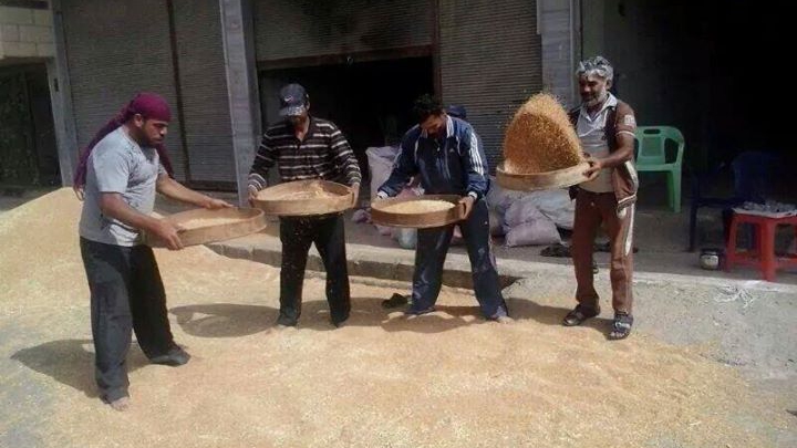 قمح حوران يتراجع بسبب الحرب 