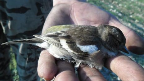 Latakia: the besieged are surviving on birds