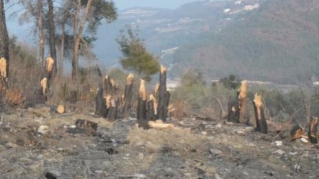 Latakia’s forests on the black market! 