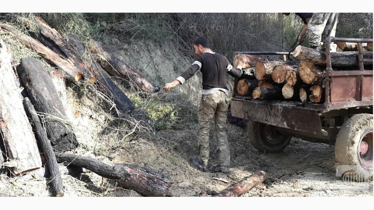 Lattakia's Trees in Danger!
