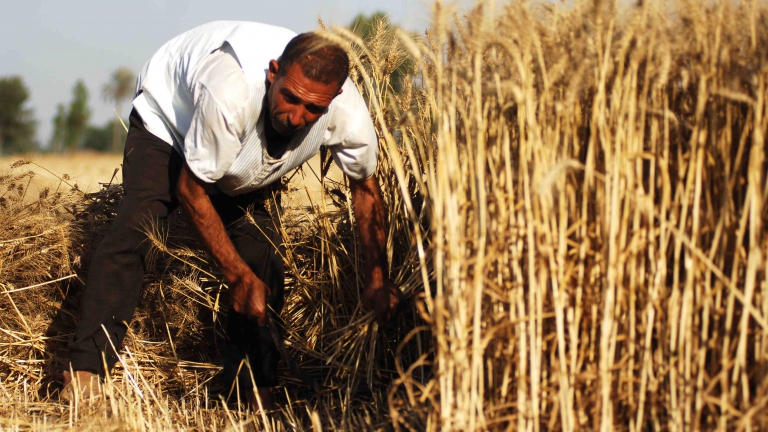 مساحة زراعة القمح في سوريا تتقلص!