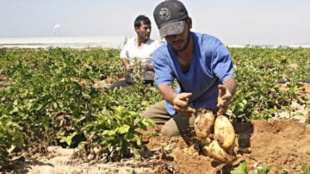 إصابة البطاطا الخريفية في الغاب بلفحة الألترناريا