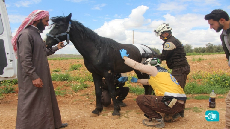 إصابة خيل عربي أصيل بقصف للنظام على قرية جنوب إدلب (صور)