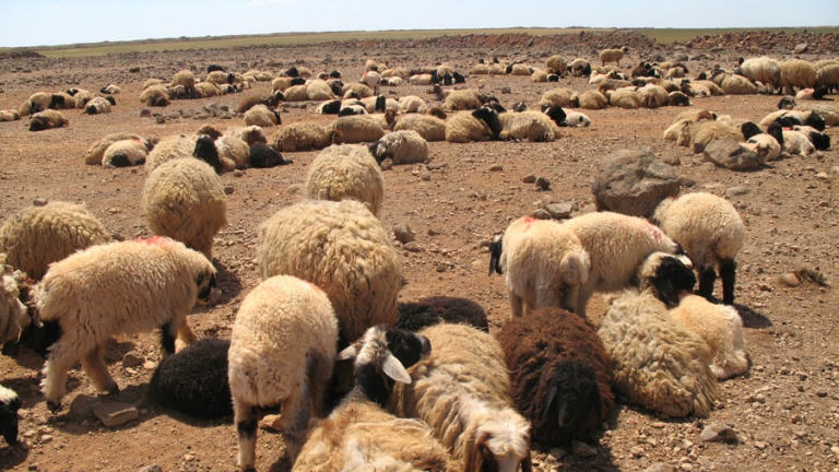 سوريا تصدر 15 طن  من صوف الخراف إلى بريطانيا يومياً