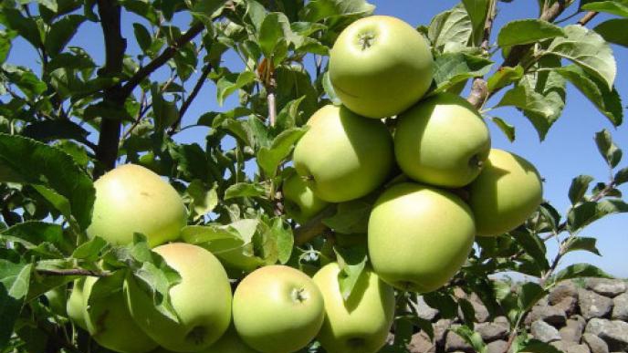 SUWAYDA APPLES: SWEET FOR THE TRADERS, BITTER FOR THE FARMERS?