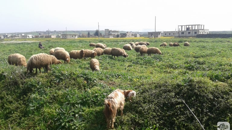 Syria: The Veterinarians’ Migration!