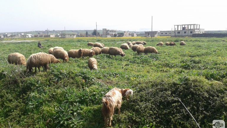 Syria: The Veterinarians’ Migration!