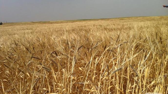 SYRIAN WHEAT