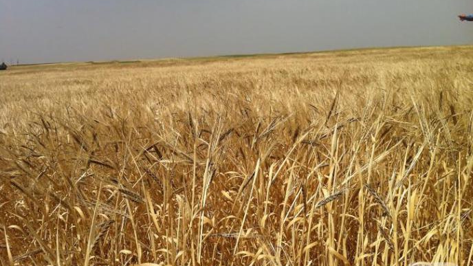 SYRIAN WHEAT