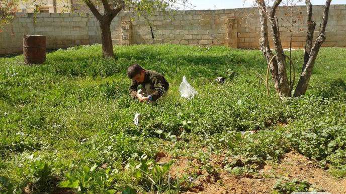 VEGETABLES INSTEAD OF ROSES IN SYRIA!