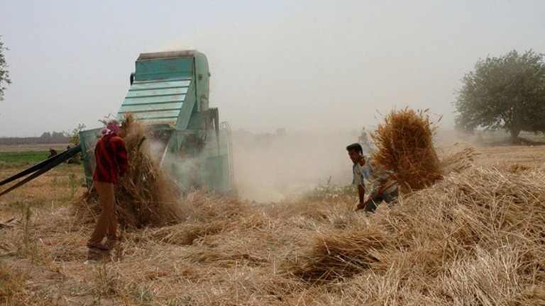 موسم سيء للقمح في سوريا.. ما الأسباب وهل من حلول؟