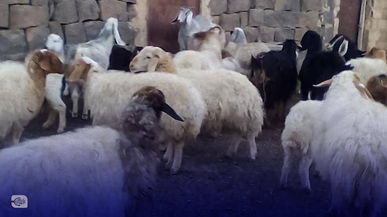 شابة بالعقد الثالث.. تطلق مشروعها الخاص بتربية الأغنام