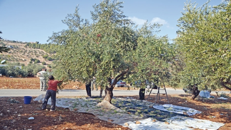 In Hama and Idlib: Exploitation of Human and Robbery of Land and Crops