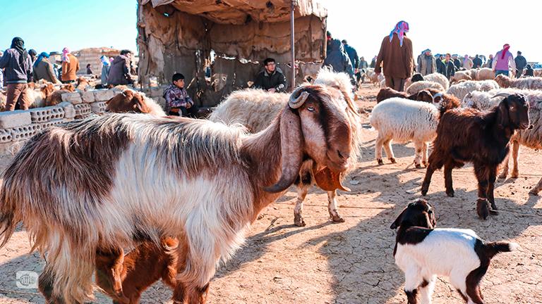 Sheep and goats are hungry in eastern Syria!