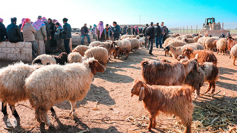 مسؤول محلي: 20 ألف رأس غنم يهرب يومياً من سوريا