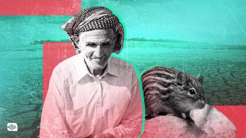  فأر الحقل في شمالي غربي سوريا.. تكاثر نشط بفضل التغيرات المناخية والحرب
