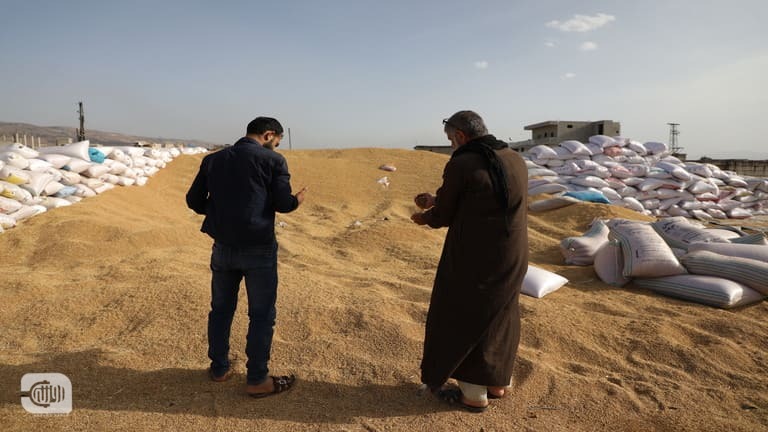 زراعة القمح في إدلب يهدّدها 