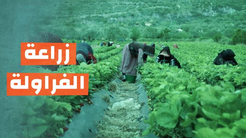 زراعة الفراولة