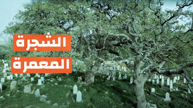 الشجرة المعمرة