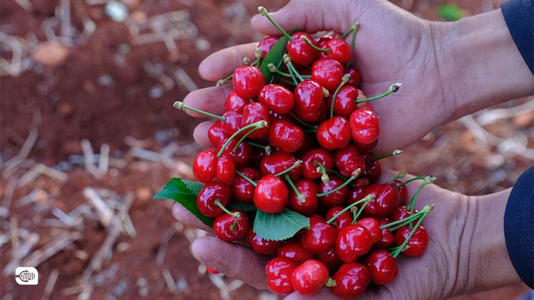 موسم قطاف الكرز