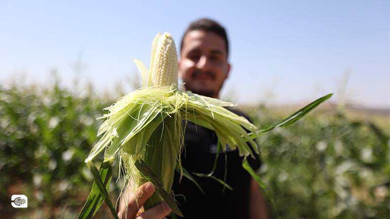 موسم الذرة