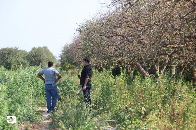 مزارعو سلقين يكشفون حجم خسائر أشجار المانغا