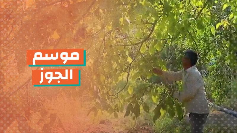 موسم الجوز