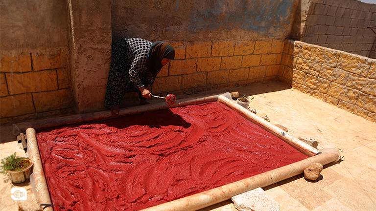 موسم عصر البندورة