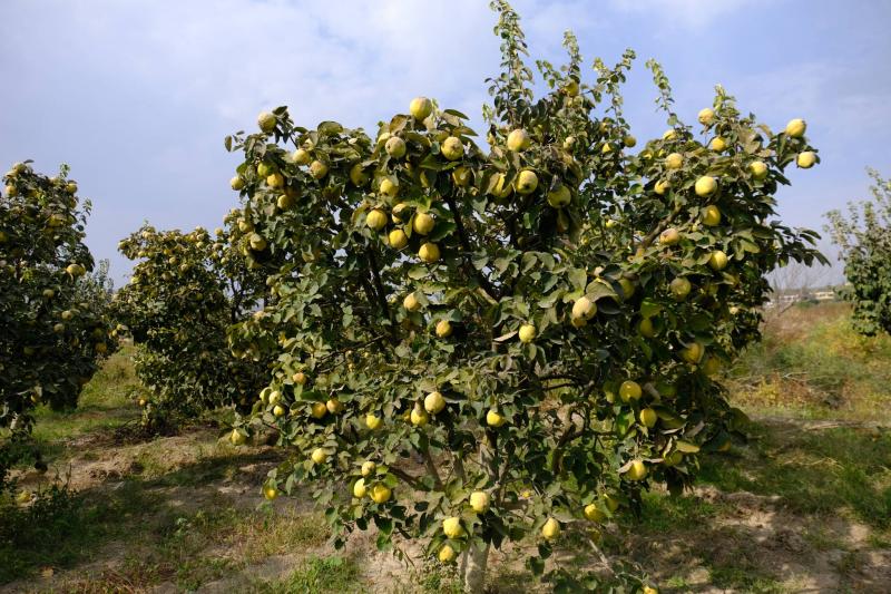 قطاف السفرجل