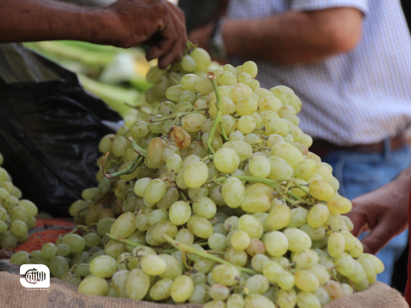 العنب الزيني من القامشلي