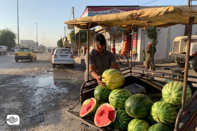 البطيخ.. الفاكهة الصيفية الأولى في سوريا