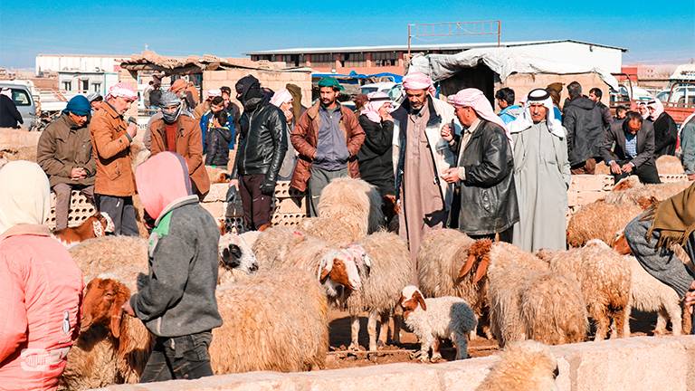 موجات الجفاف تدفع أصحاب المواشي بريف إدلب للتخلي عن 