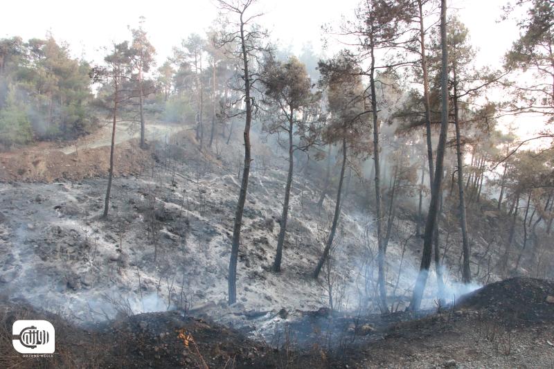 Coastal Wildfires Threaten the Squirrel’s Habitat: Where Does It Go When the Forest Disappears?