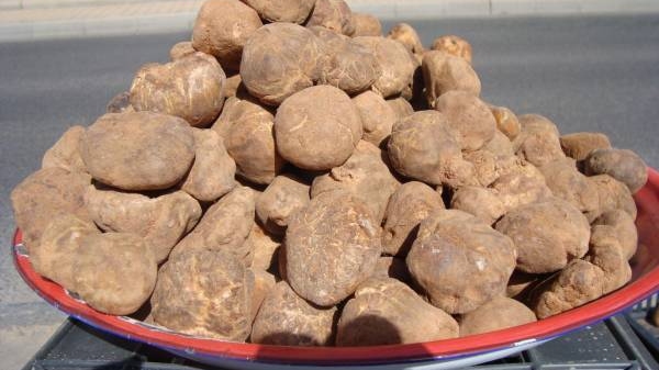 الكمأة تقطف أرواح السوريين