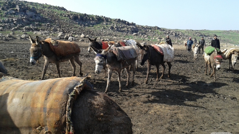 فائدة واحدة للحمير في الحولة